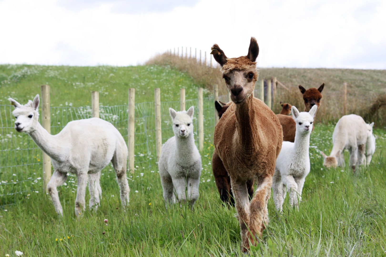 Fakta og nyanser om import av alpakka